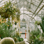 5 Common Houseplant Mistakes to Avoid