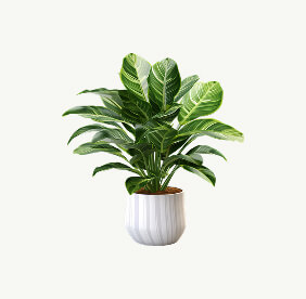 Flowering Plants for Fresh Aroma Feed